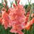 Sommerblomstrende løg / Gladiolus