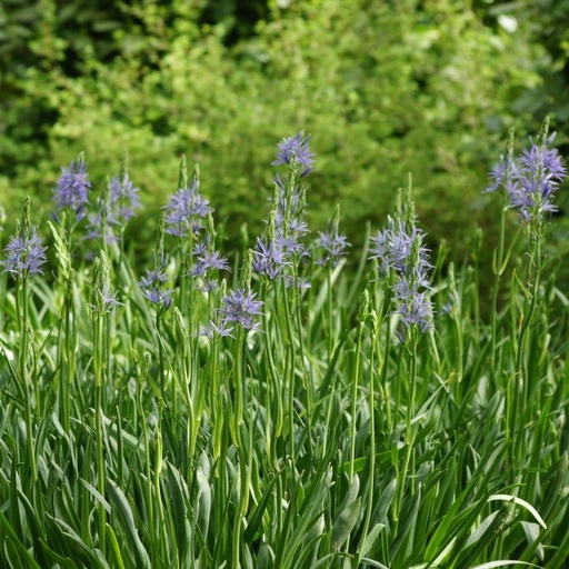 [A9016] Blå Prærielilje - Camassia Leichtlinii Caerulea - BIO