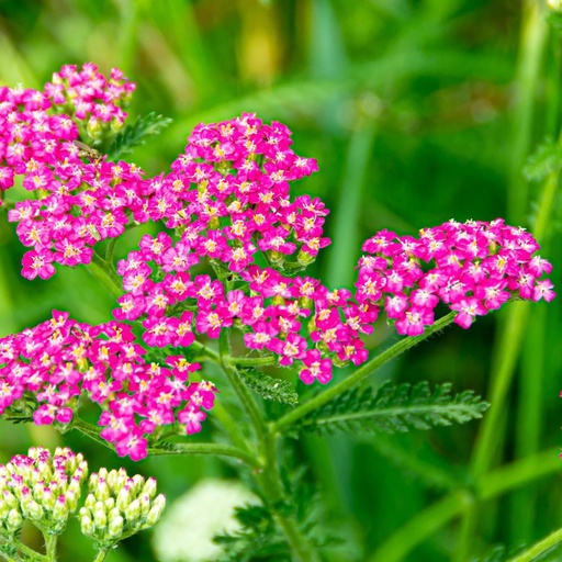 [X8068] Almindelig røllike - Achillea Millefolium Cassis - BIO