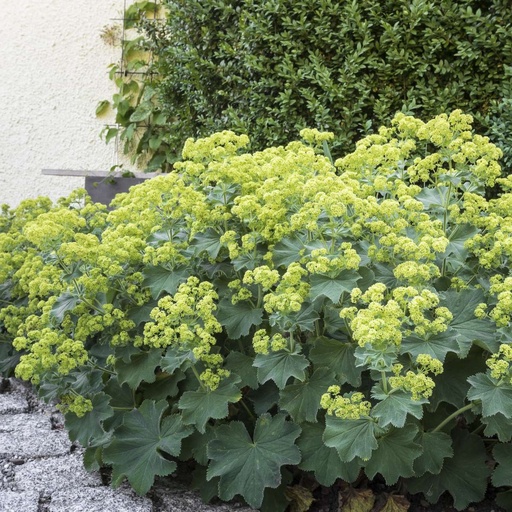 [X8069] Alchemilla Mollis - BIO