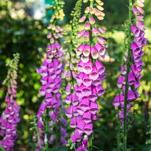 [X8073] Digitalis Purpurea - BIO