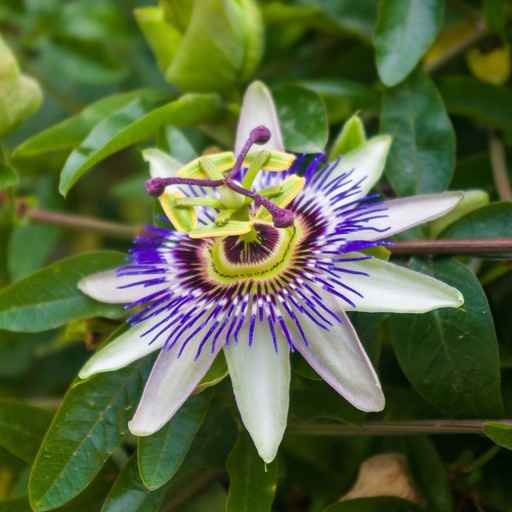 [X8403] Passiflora Caerulea - BIO