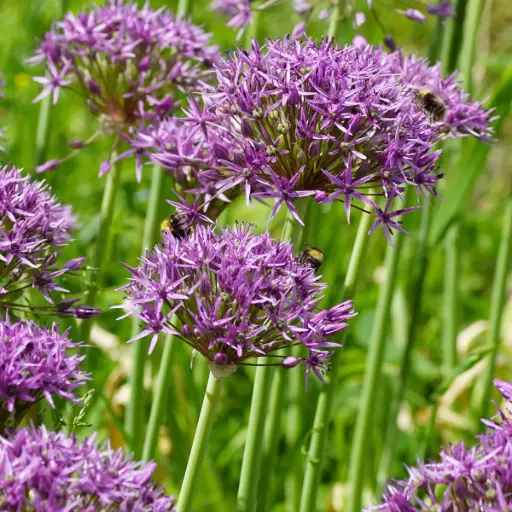[A9064] Allium Violet Beauty - BIO