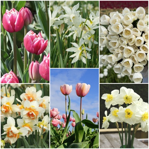 [AC99069] Afskårne blomsterhave - BIO