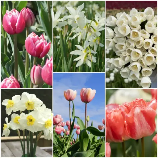 [AC99069] Afskårne blomsterhave - BIO