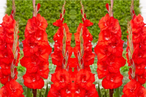 [B2015] Gladiolus Bunga - BIO