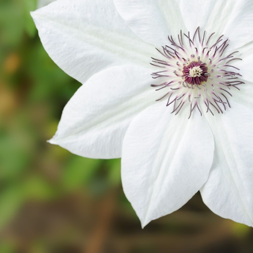 [X8404] Clematis Miss Bateman - BIO