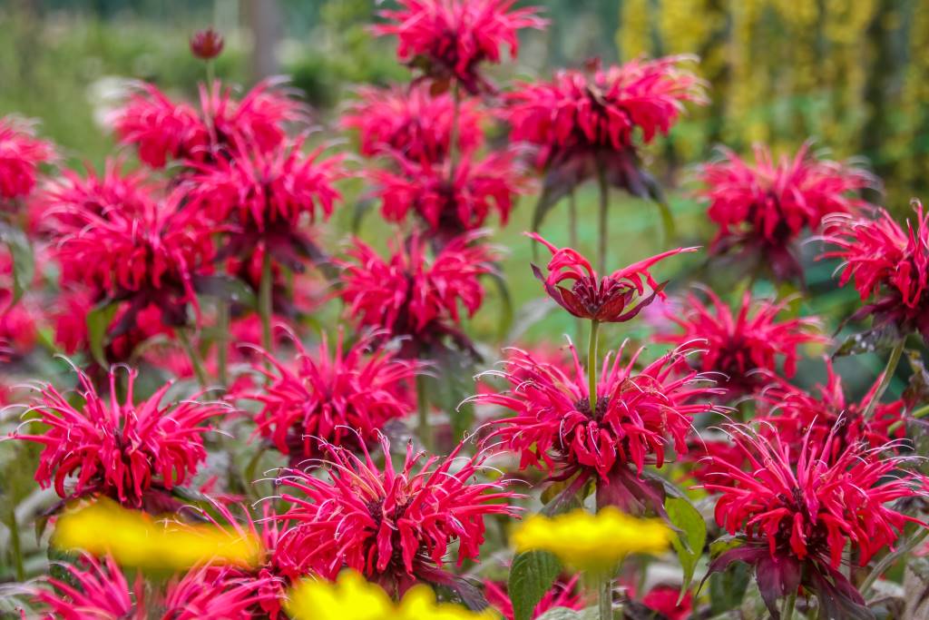 [X8075] Hestemynte - Monarda Fireball - BIO