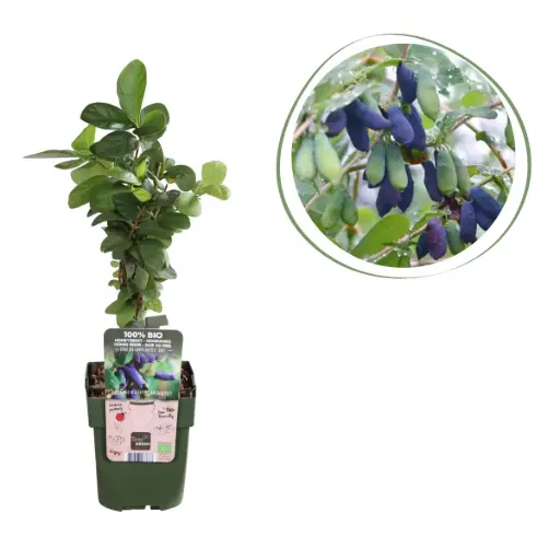 [F1015] Honeysuckle (Spiselige Honningbær) - BIO