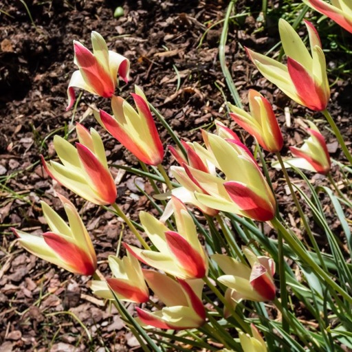 [A1141] Tulipa clusiana Cynthia - BIO