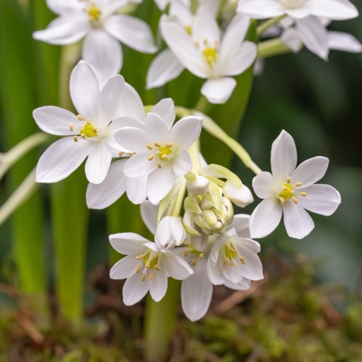 [A9067] Fuglemælk - Ornithogalum White Trophy - BIO