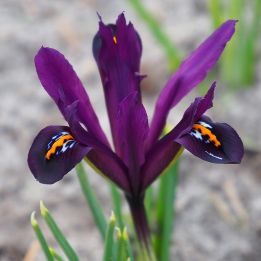 [A9068] Iris Reticulata J.S. Dijt - BIO