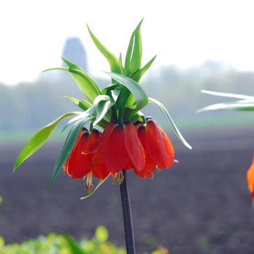 [A9069] Kejserkrone - Fritillaria imp. Rubra - BIO