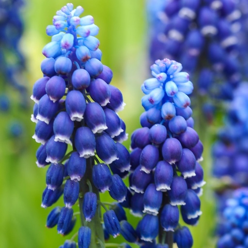 [A9070] Perlehyacint - Muscari Joyce Spirit - BIO