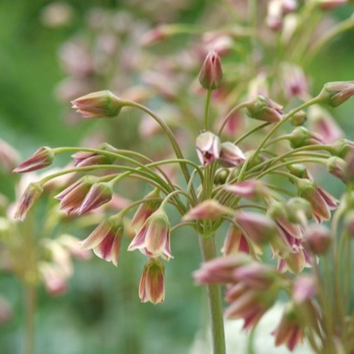 [A9072] Honningløg - Allium Siculum - BIO