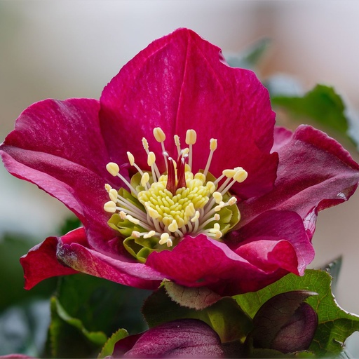 [X8079] Helleborus Pretty Ellen Red - BIO