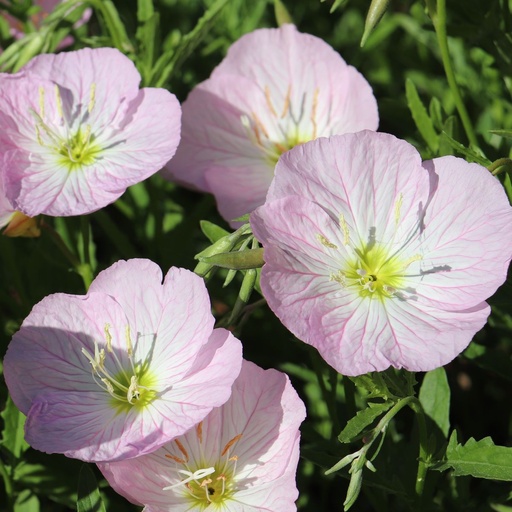 [X8080] Oenothera speciosa Siskiyou - BIO