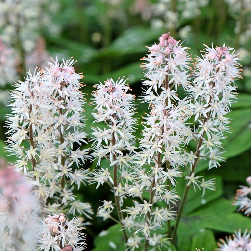 [X8083] Tiarella Spring Symphony - BIO