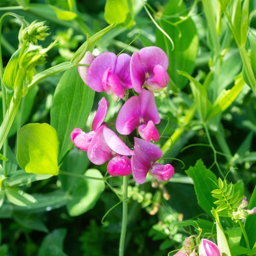[X8408] Lathyrus Sylvestris - BIO