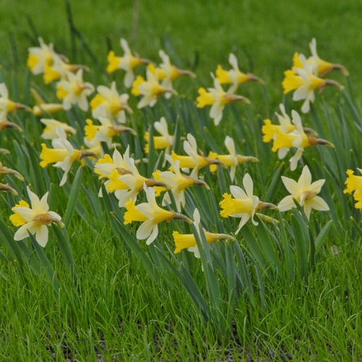 [A3032] Narcissus Topolino - BIO