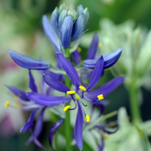 [A9074] Camassia Quamash - Prærielilje - BIO
