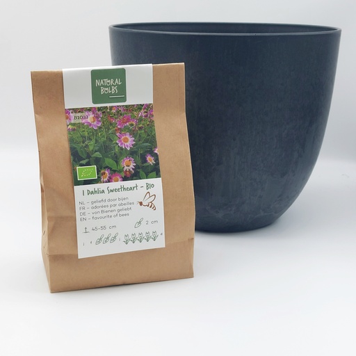 [BC99002] Dahlia Sweetheart- BIO med Artstone potte