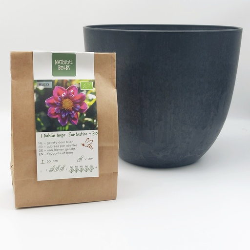 [BC99003] Dahlia Fantastico - BIO med Artstone potte