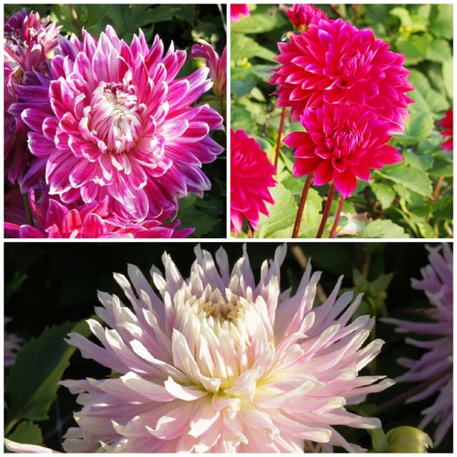 [B1093-V3] Mødre Opskrift Dahlia Mix Rød- Lyserød 3 ST v3 - BIO