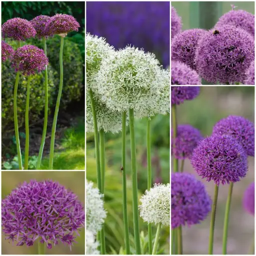 [AC99085] Ornamental Onion (Allium) collection - ORG