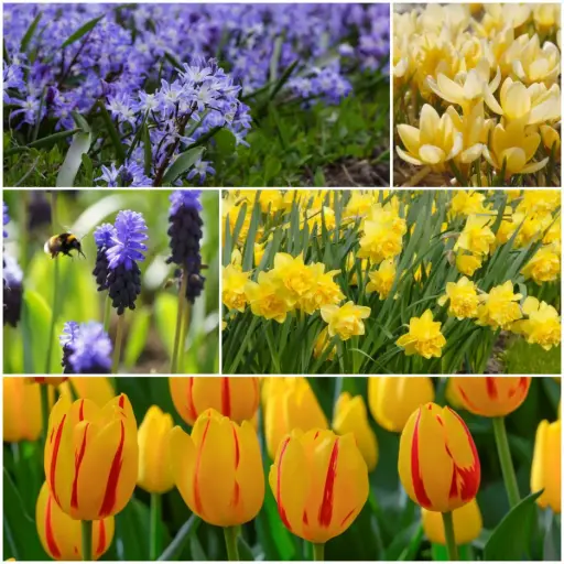 [AC99086] Lasagne forårsbloomers i farverige nuancer  - BIO 