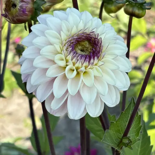 [B1066] Dahlia Marieke Nolsen - BIO