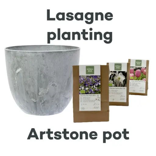 [AC99093] Bulb Lasagne with Artstone pot Grey - BIO