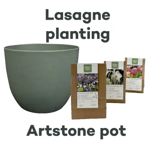 [AC99094] Bulb Lasagne with Artstone pot Thyme - BIO