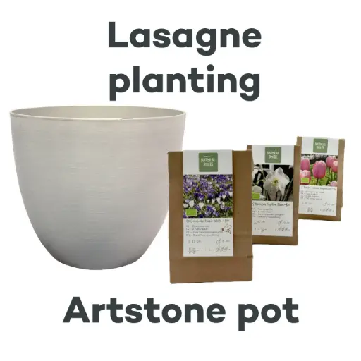 [AC99095] Bulb Lasagne with Artstone pot Cloudy - BIO