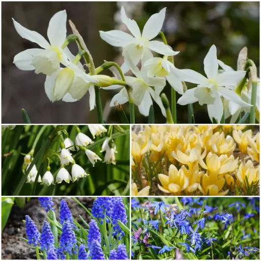 [AM99096] 60 Dage med Forårspragt - BIO