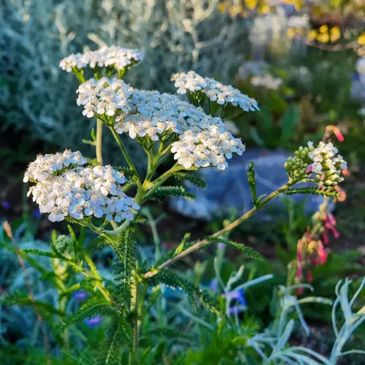 [X8084] Almindelig røllike - Achillea millefolium - BIO