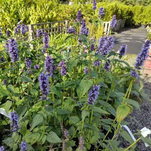 [X8085] Anisisop - Agastache Black Adder - BIO