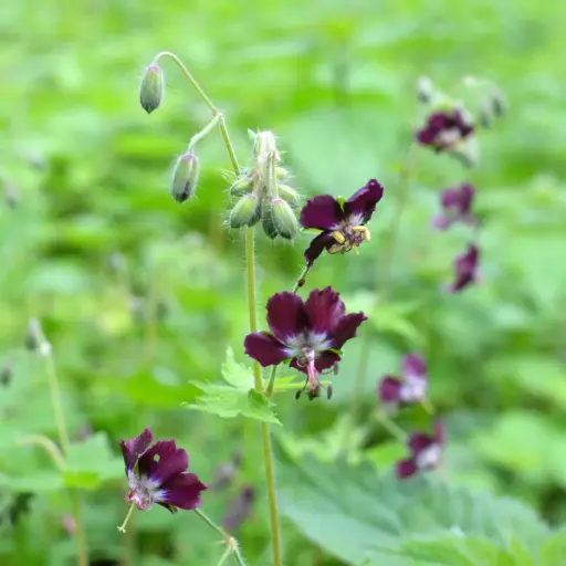 [B8089] Geranium phaeum - Bølgekronet Storkenæb - BIO