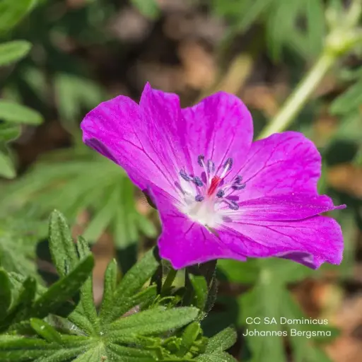 [B8090] Geranium 'Fruit d'Fleur' - Storkenæb - BIO