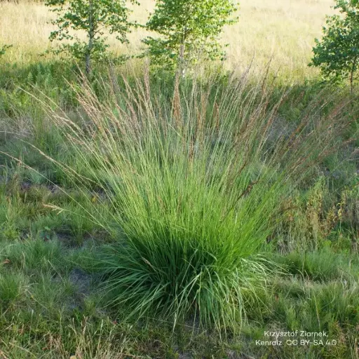 [X8092] Blåtop - Molinia caerulea 'Moorhexe' - BIO