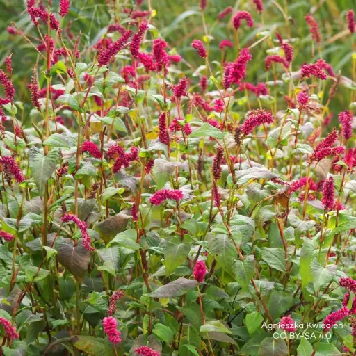 [B8093] Pileurt - Persicaria a. 'JS Calor' - BIO