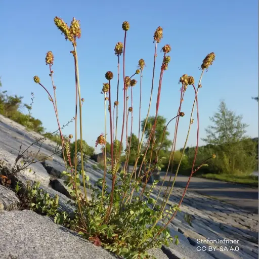 [B8095] Bibernelle - Sanguisorba minor - BIO