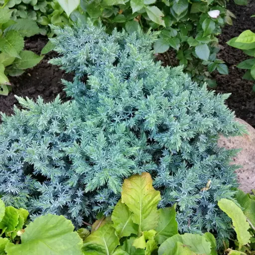 [B8096] Blå ene - Juniperus squamata 'Blue Star' - BIO