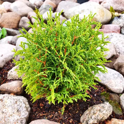 [B8097] Thuja occidentalis 'Tiny Tim' - BIO