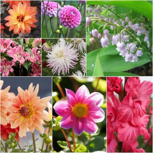 [B9906] Cottage Garden Summer Dream - BIO