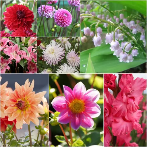 [B9906] Cottage Garden Summer Dream - BIO