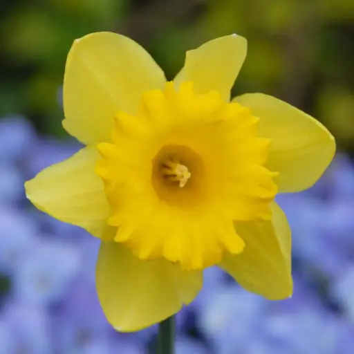 [A3033] Narcissus Standard Value - BIO