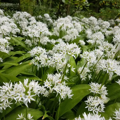 [A9080] Ramsløg - Allium Ursinum - BIO