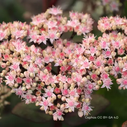 [B7002] Sedum Matrona - Compact  - BIO