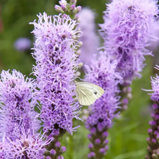 [B7006] Liatris Spicata - P9 - BIO